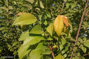 Alberi a foglia caduca